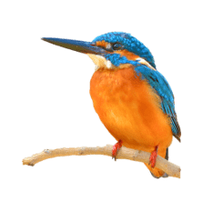 z-kingfisher.png
